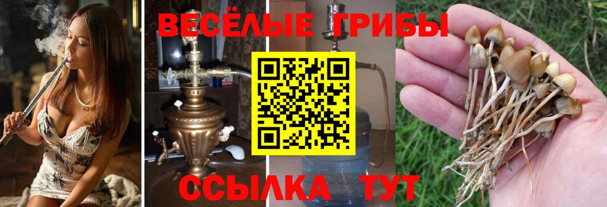 Псилоцибиновые грибы мицелий Тосно